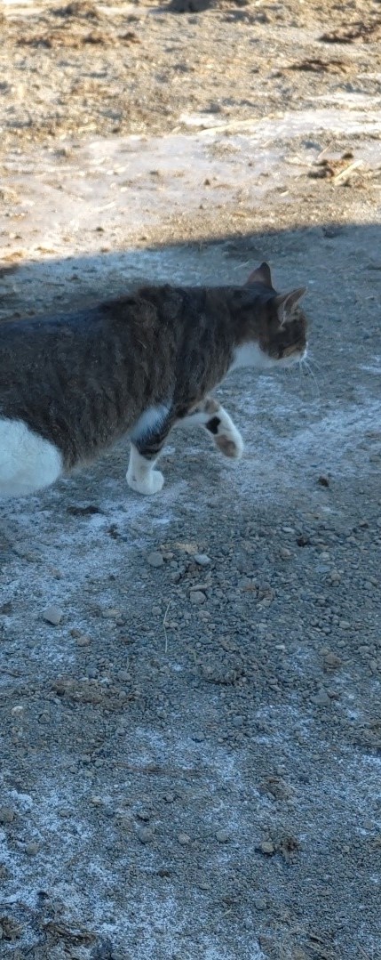 The cat rolling rolling